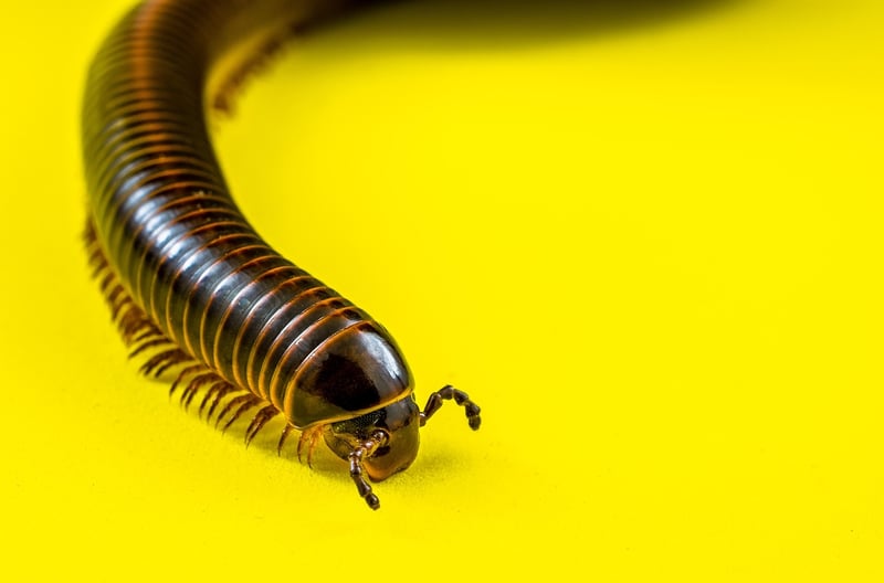Millipede on Plant