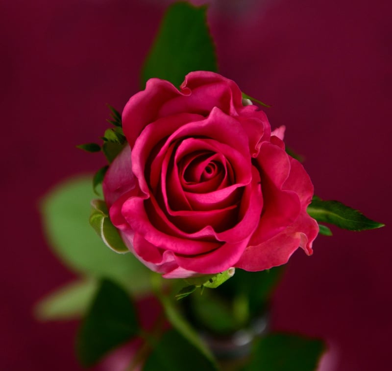 Roses