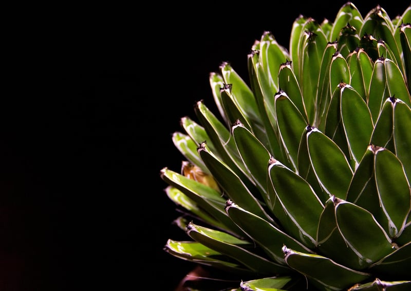 Succulent garden
